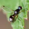 Sepsis sp.